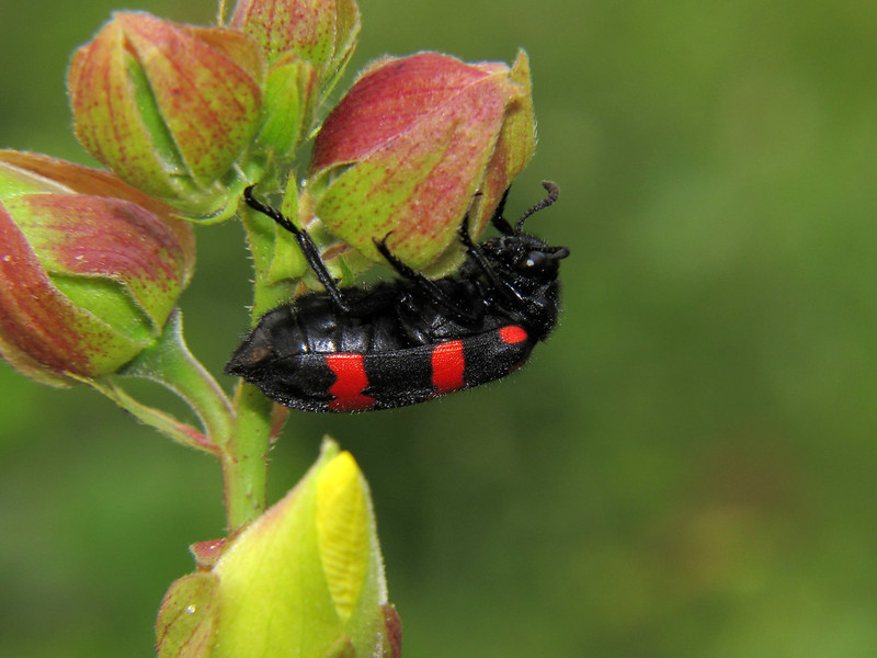 How to get rid of Blister Beetles