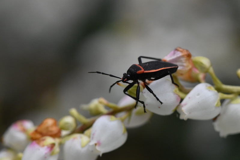 How to get rid of Boxelder bugs