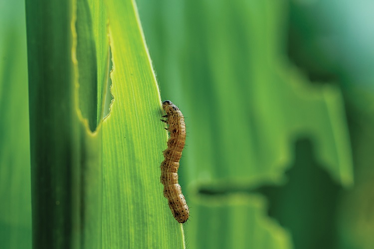 How to get rid of army worms