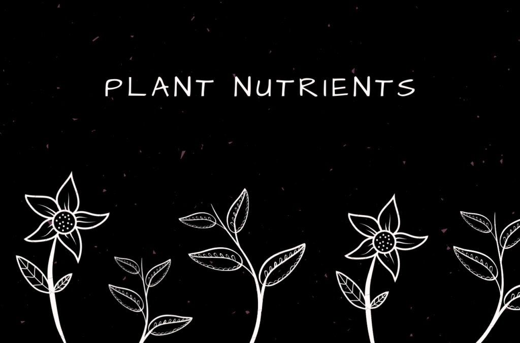 Essential Plant Nutrients For Your Plants