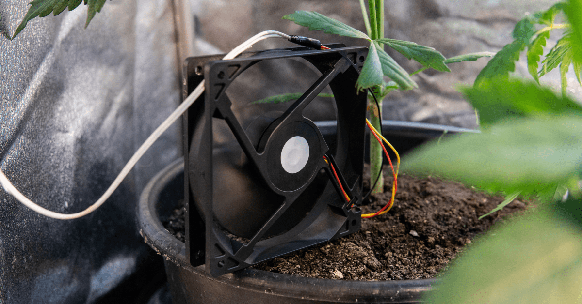Fans help with ventilation in the DIY grow room.