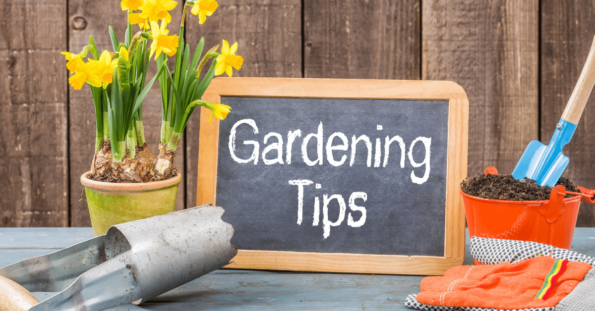 Top 4 Gardening Tips for Beginners.