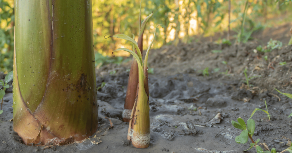 What is a Mother Plant? Backyard Grow Kits