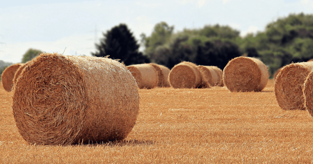 How to Choose the Right Straw Bales