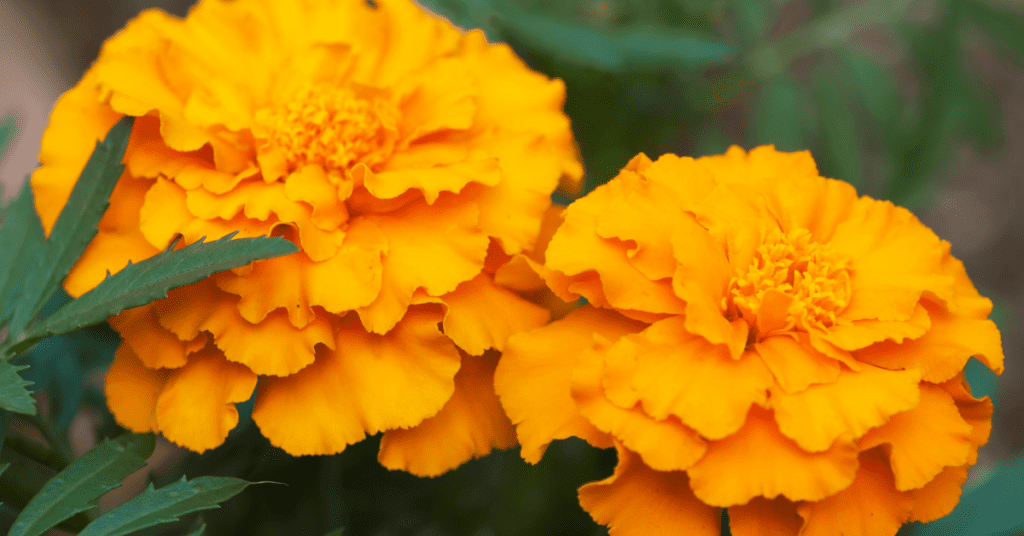 African marigolds (Tagetes erecta)