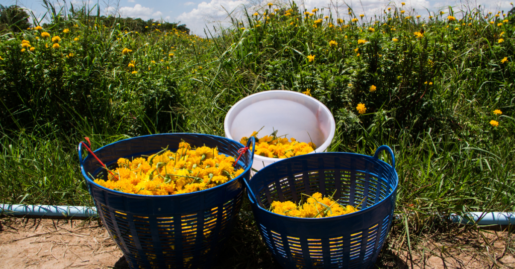 Harvesting and Storing Marigold Seeds