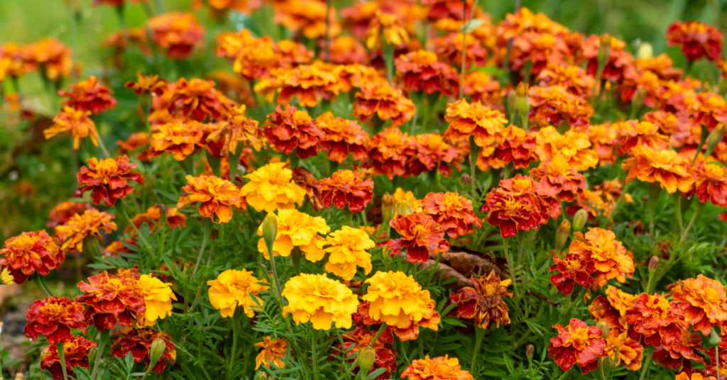 Introduction to Marigolds