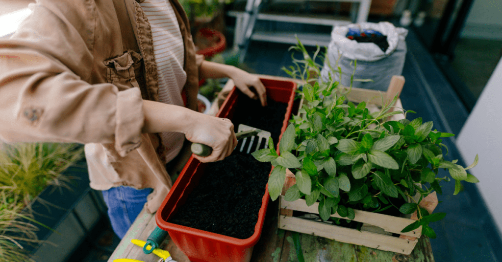 _ Preparing Your Garden for Replanting