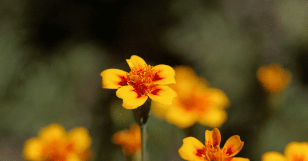 Signet marigolds (Tagetes tenuifolia)