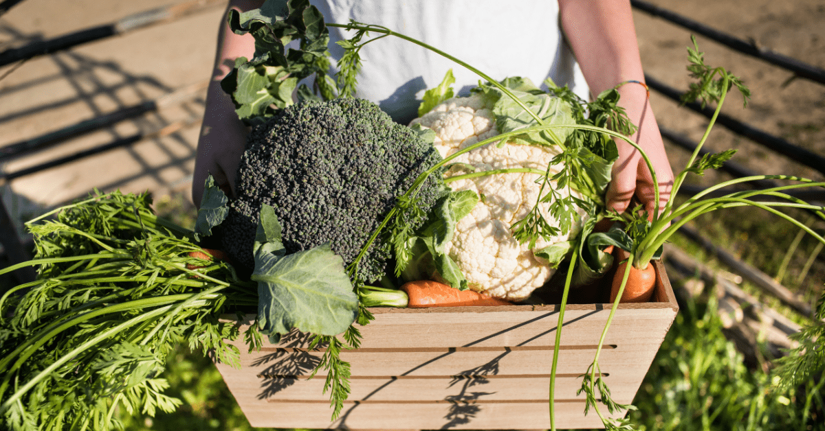 Revive Your Veggies A StepbyStep Guide to Replanting Vegetables for