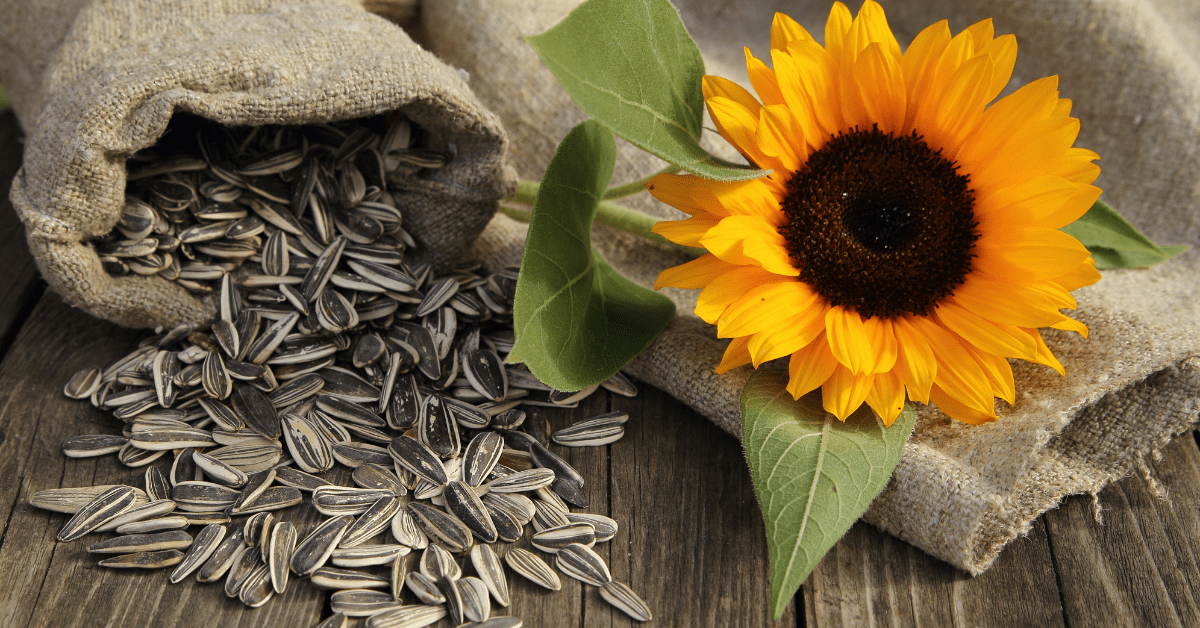 A StepbyStep Guide on How to Grow Sunflowers at Home Backyard Grow Kits