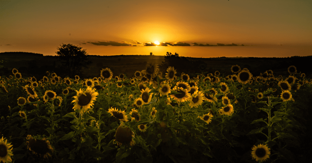 A Step-by-Step Guide on How to Grow Sunflowers at Home